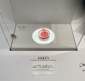 世界最大の木造建築物「大屋根リング」＠大阪・関西万博